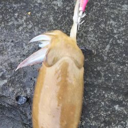 アオリは何処に